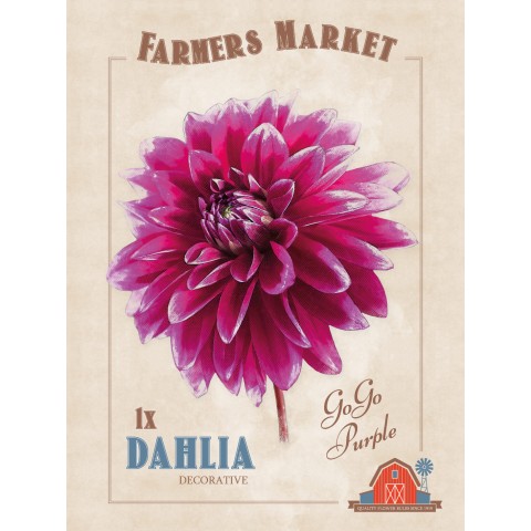 Dahlia Decorative 'Go Go Purple' (1 Bulb) by Jamieson Brothers
