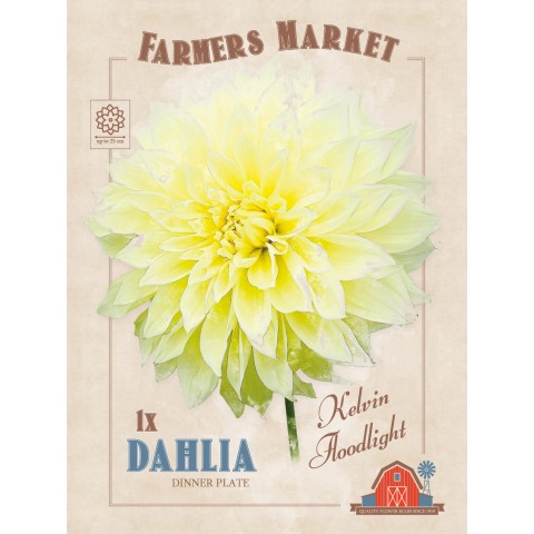 Dahlia Dinnerplate 'Kelvin Floodlight' (1 Bulb) by Jamieson Brothers