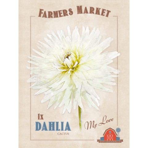 Dahlia Cactus 'My Love' (1 Bulb) by Jamieson Brothers