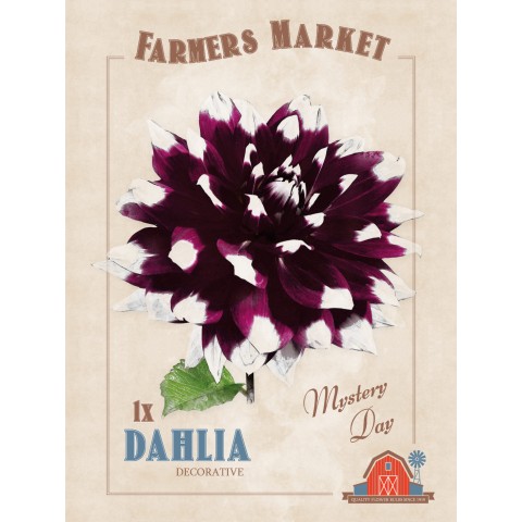 Dahlia Decorative Mystery Day (1 Bulb) by Jamieson Brothers