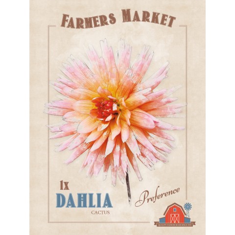 Dahlia Cactus Preference (1 Bulb) by Jamieson Brothers