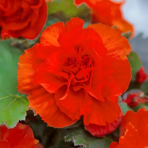 Begonia Non Stop Orange (Begonia Semperflorens-Cultorum) 3x Spring Planting Flower Bulbs