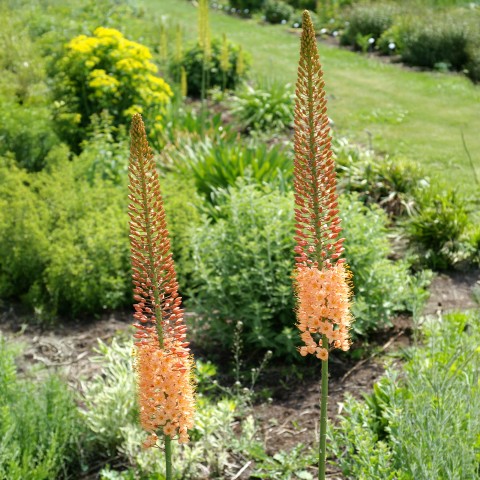 Eremurus Cleopatra 2 Bulbs Ready for Planting Now in UK Autumn Outdoor Gardens