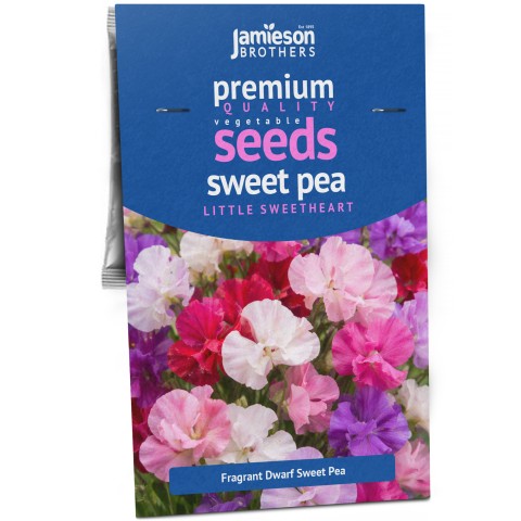 Sweet Pea Little Sweetheart - 1g Fragrant Dwarf Sweet Pea Seeds