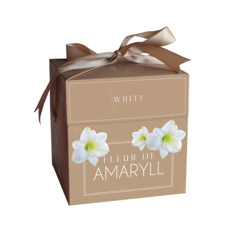 Amaryllis White (1 bulb) - Gift Box by Jamieson Brothers 