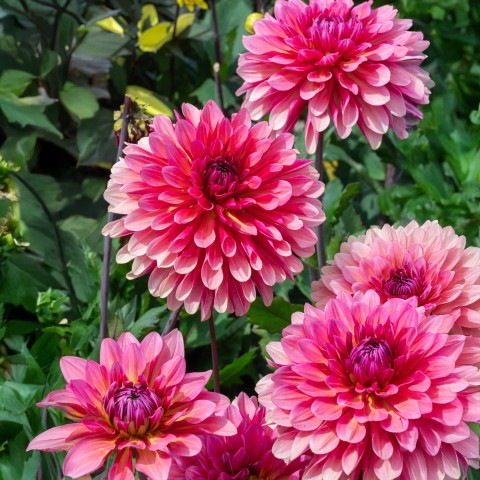 Dahlia Missis Dutch (1 Bulb)