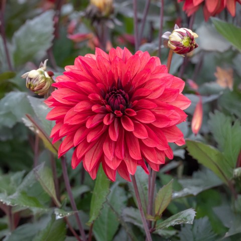 Dahlia Danique (1 Bulb)