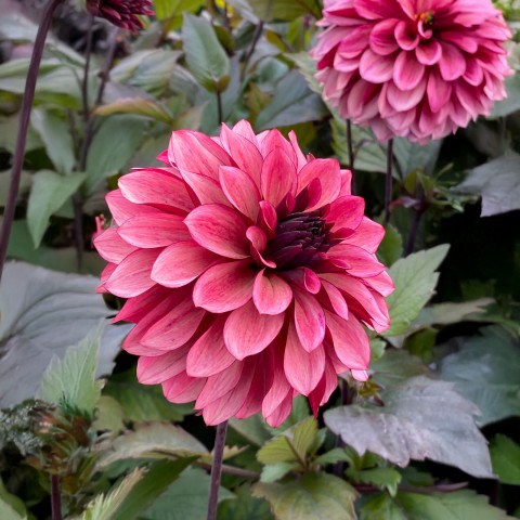 Dahlia Night Silence (1 Bulb)