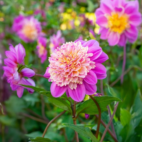 Dahlia Take Off (1 Bulb)