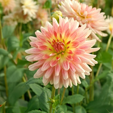 Dahlia Tropical Sunset (2 Bulbs)