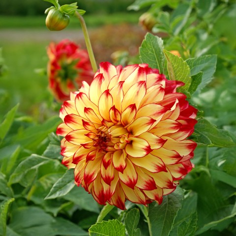 Dahlia Lady Darlene (2 Bulbs)