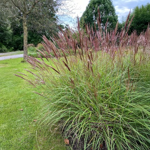 Miscanthus Sinensis Red Chief (1 Bulb)
