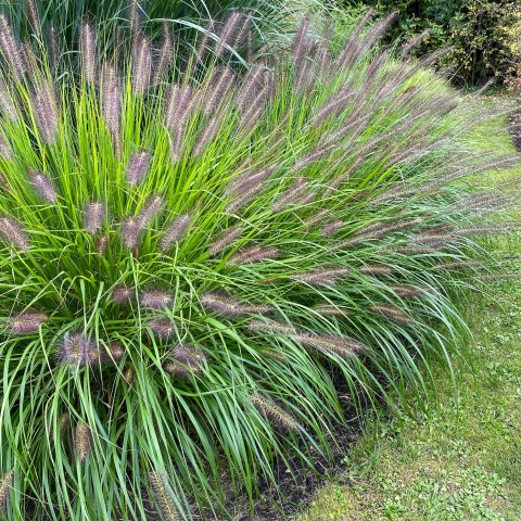 Pennisetum Alopecuroides Hameln (1 Bulb)