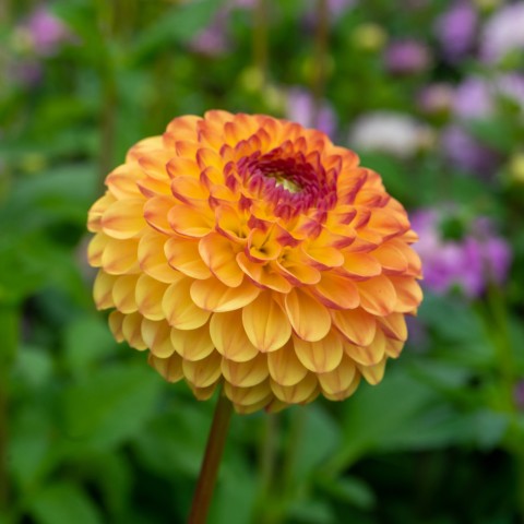 Dahlia Pompon Sunny Boy (1 Bulb)
