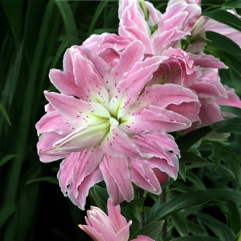 Lilium Lotus Elegance (2 Bulbs)