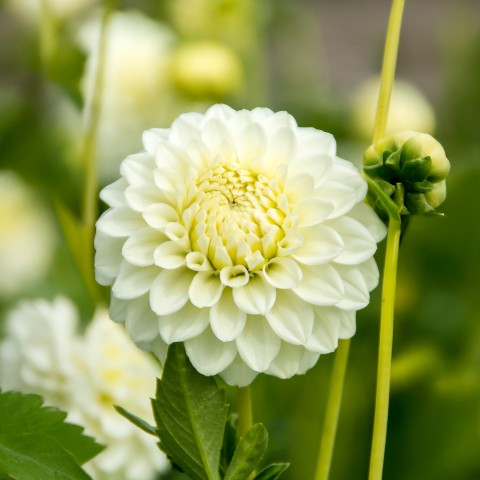 Dahlia Pompon Petra's Wedding (1 Bulb)