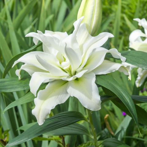 Lilium Lotus Pure (2 Bulbs)