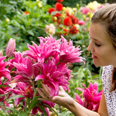 Lilium Lotus Wonder (2 Bulbs)