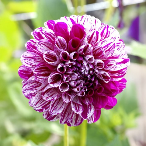 Dahlia Pompon Marble Ball (1 Bulb)