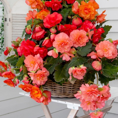 Begonia odorosa (fragrant Begonia!) (2 Bulbs)