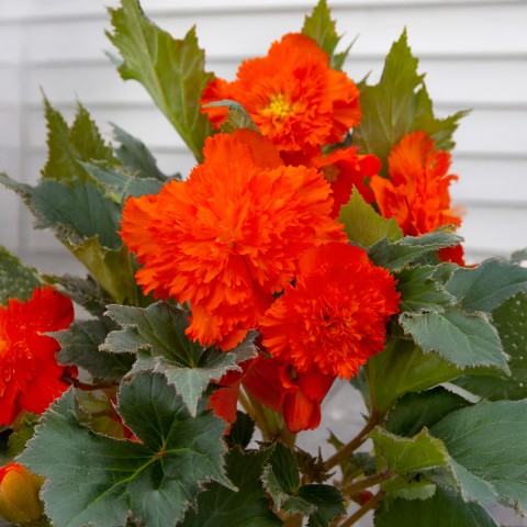 Begonia dinnerplate ruffled orange/ Begonia fimbriata orange (2 Bulbs)