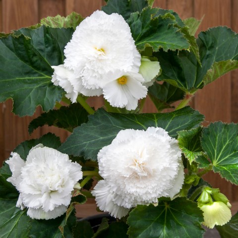 Begonia dinnerplate ruffled white (2 Bulbs)