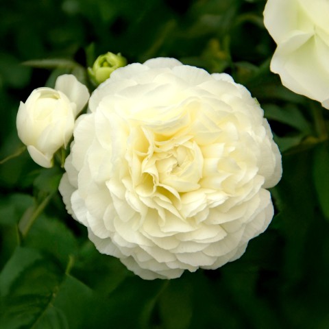 Ranunculus white (12 Bulbs)