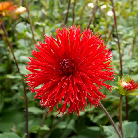 Dahlia Crispa Apache (1 Bulb)