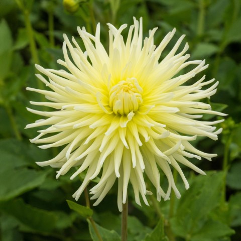 Dahlia Cactus Yellow Star (1 Bulb)