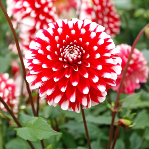 Dahlia Park Little Tiger (1 Bulb)