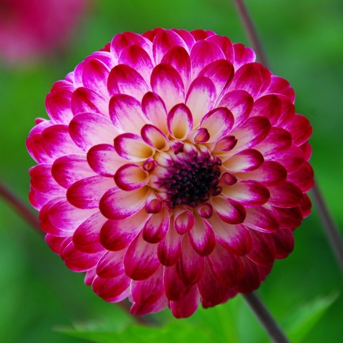 Dahlia Little Robert (1 Bulb)