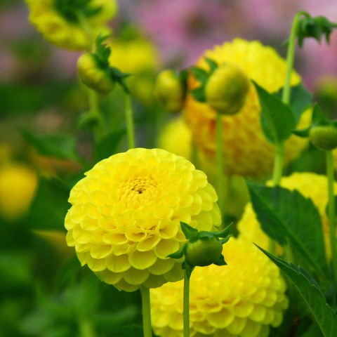 Dahlia Deepest Yellow (1 Bulb)