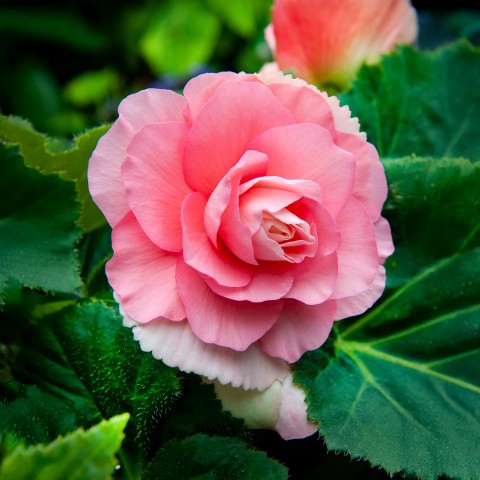 Begonia Double Pink (3 Bulbs)