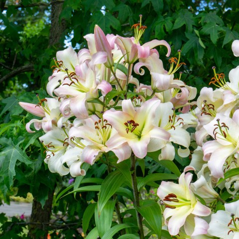 Lilium Like A Tree Pretty Woman (2 Bulbs)