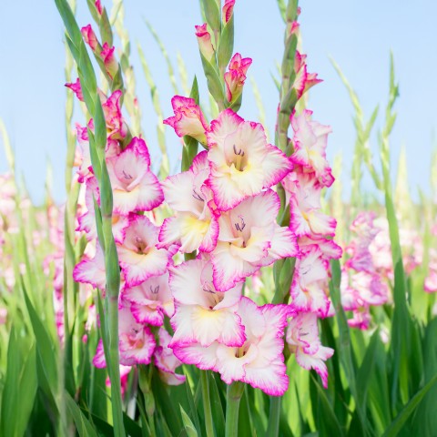Gladiolus Priscilla (5 Bulbs)