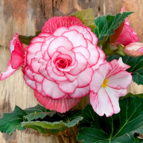 Begonia Bouton De Rose (3 Bulbs)