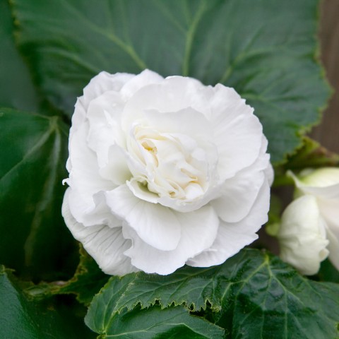 Begonia Double White (3 Bulbs)