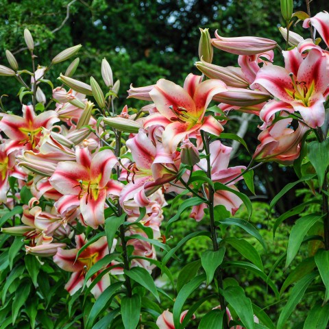 Lilium Like A Tree Olympic Torch (2 Bulbs)