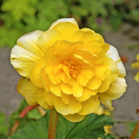 Begonia double yellow (3 Bulbs)