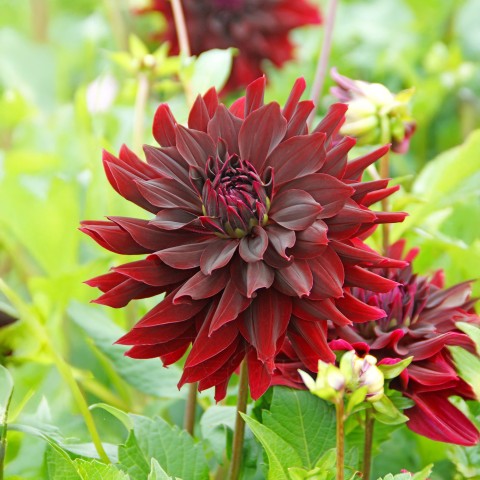 Dahlia Rip City (1 Bulb)