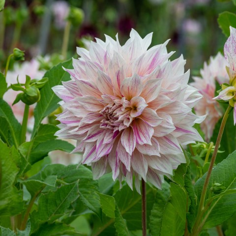 Dahlia Café au Lait Twist (1 Bulb)