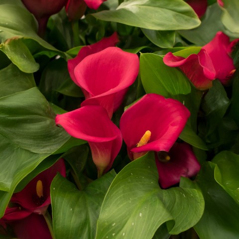 Calla Lily - Red (2 Bulbs)