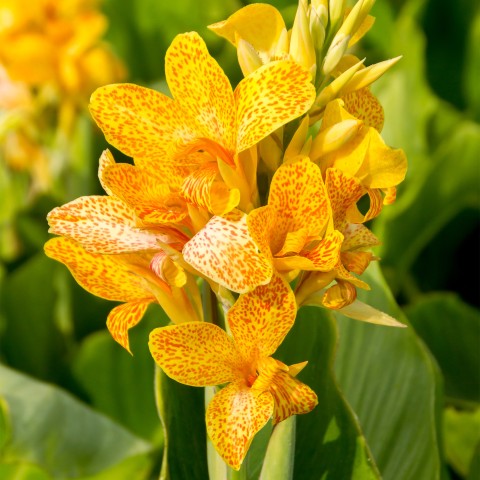 Canna Picasso (2 Bulbs)