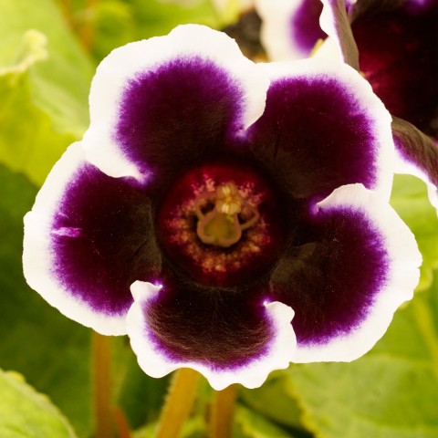 Gloxinia Kaiser Wilhelm (2 Bulbs)