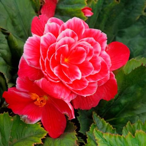 Begonia Camelia Flora (3 Bulbs)