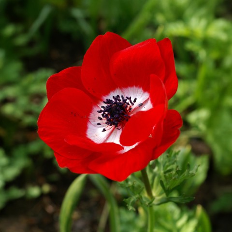 Anemone Hollandia (15 Bulbs)