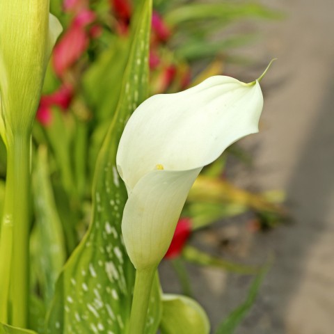 Calla Lily - Albomaculata (2 Bulbs)