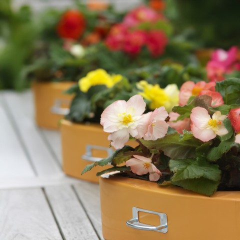 Begonia Pendula Mix (3 Bulbs)