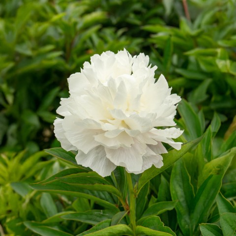 Paeonia officinalis white (1 Bulb)