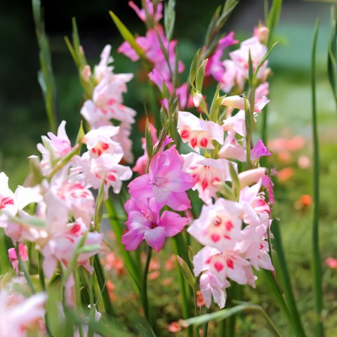 Gladiolus Nanus Mix (10 Bulbs)